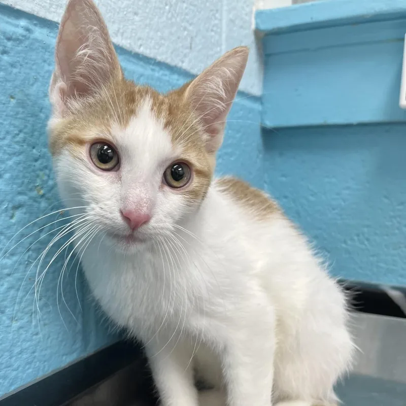 A baby small-sized male White Domestic Short Hair cat named Mills for adoption in Philadelphia, PA