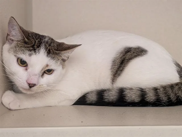 An adult medium-sized male Domestic Short Hair cat named Salsa Mittens for adoption in Denver, CO