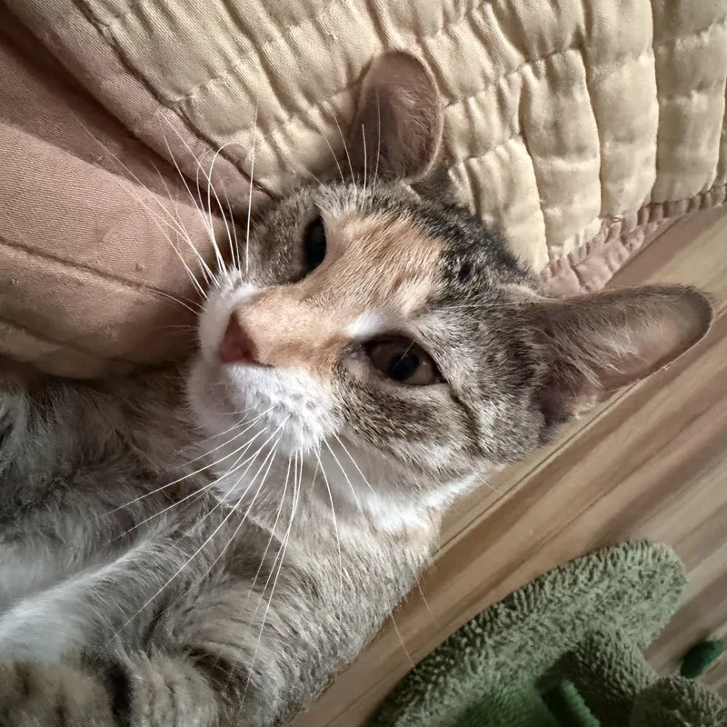 A young medium-sized female Tabby (Buff / Tan / Fawn) Domestic Short Hair cat named Thor for adoption in Palm Harbor, FL