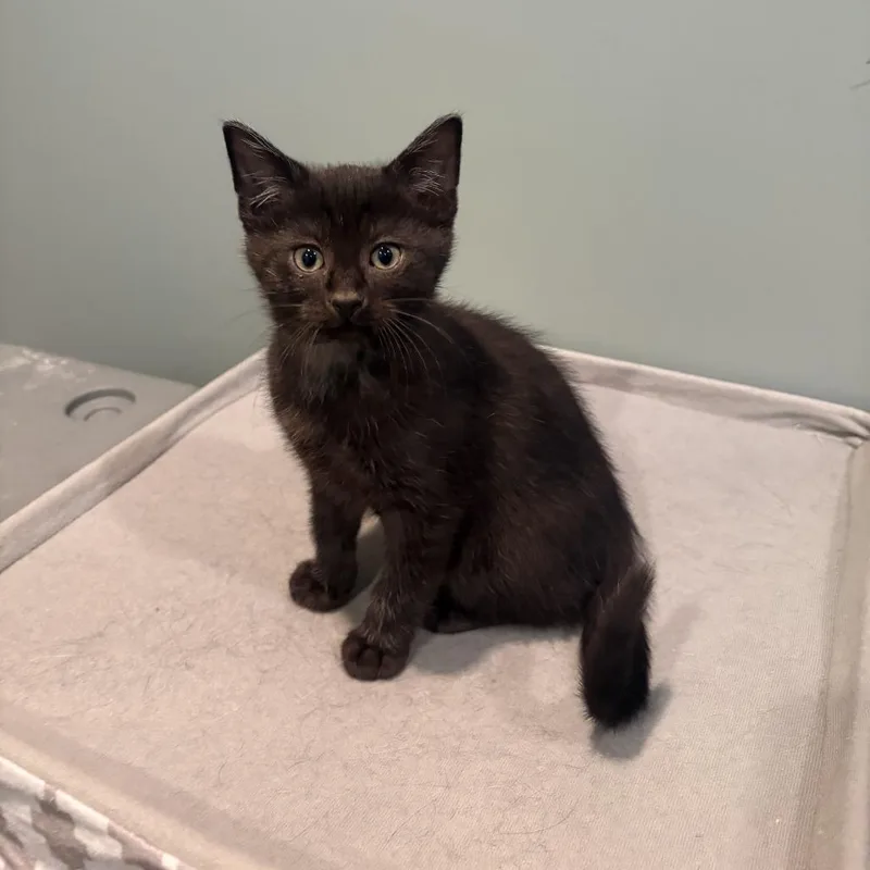 A baby small-sized male Black Domestic Short Hair cat named Rocket for adoption in Chaska, MN