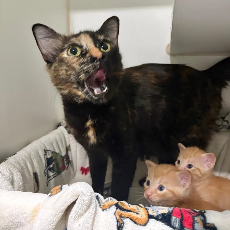 Susannah thumbnail 2