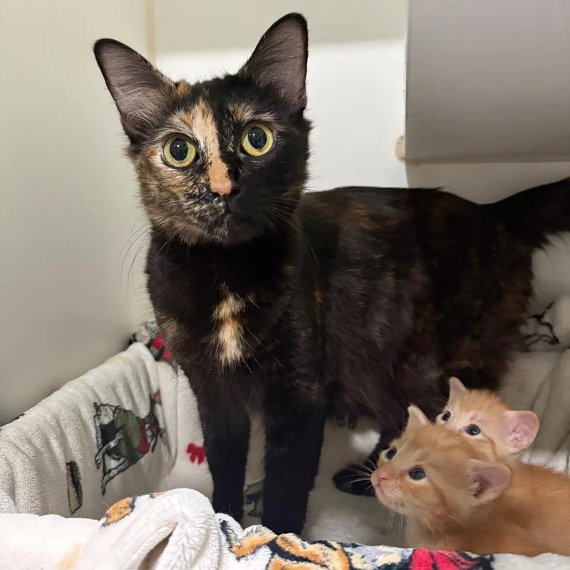 Susannah thumbnail 3