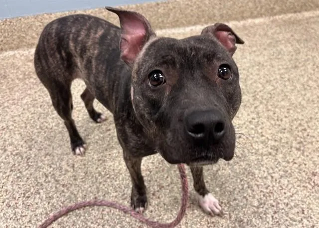 A young medium-sized female Pit Bull Terrier dog named Nanette for adoption in Colorado Springs, CO