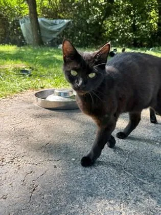 An adult medium-sized female Domestic Short Hair cat named Suzette for adoption in Cincinnati, OH
