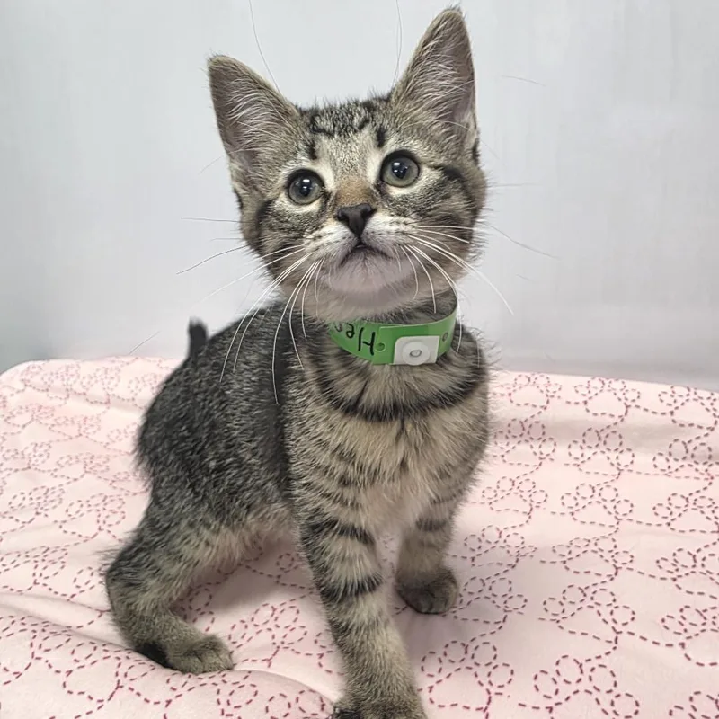A baby small-sized male Brown / Chocolate Domestic Short Hair cat named Hendrix for adoption in Fort Wayne, IN