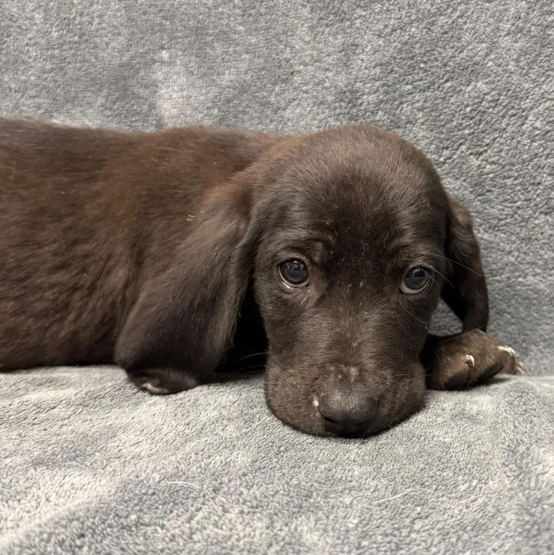 A baby medium-sized male Hound dog named Mewtwo for adoption in Brenham, TX