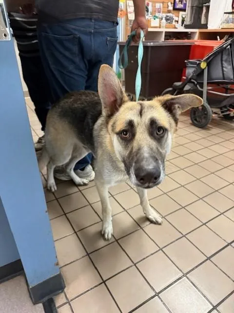 An adult large-sized male German Shepherd Dog dog named Skip for adoption in Burbank, CA