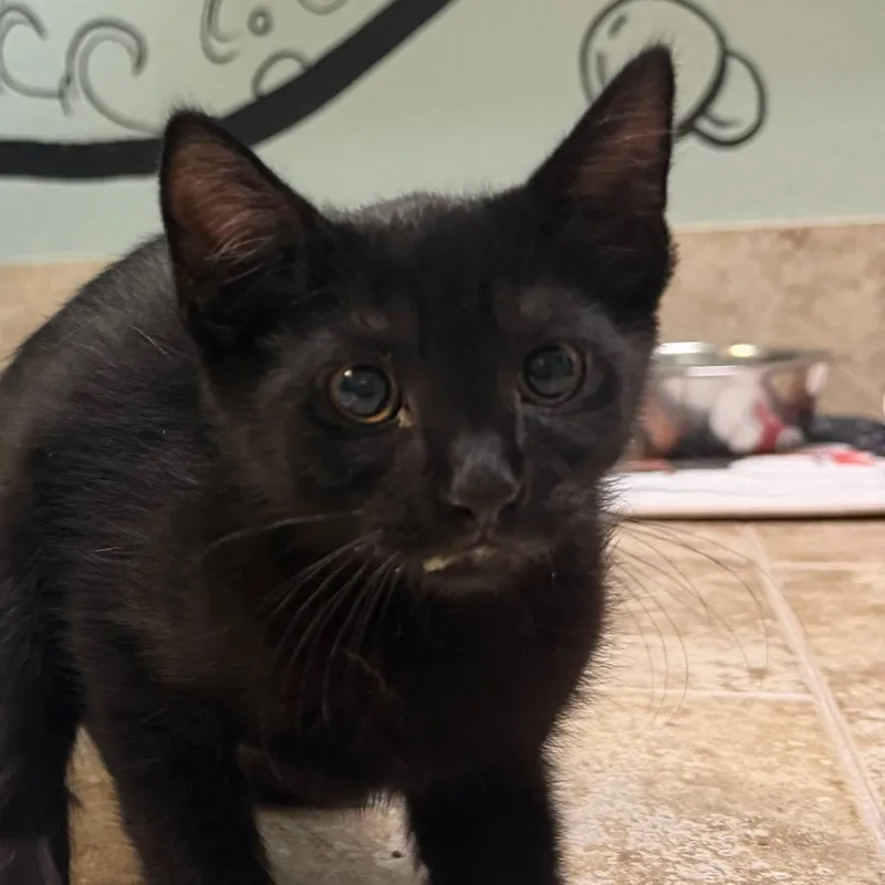 A baby small-sized male Black Domestic Short Hair cat named Blackjack for adoption in Titusville, FL