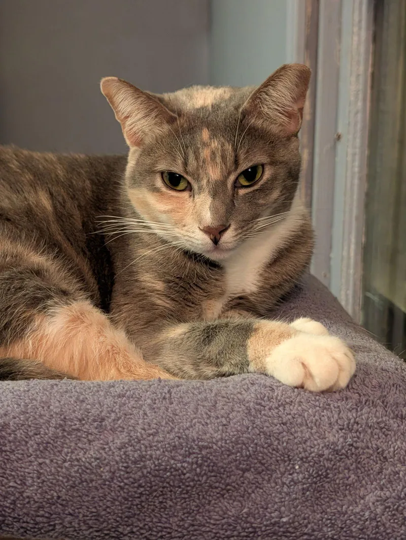 An adult medium-sized female Domestic Short Hair cat named Penny for adoption in Pompano Beach, FL