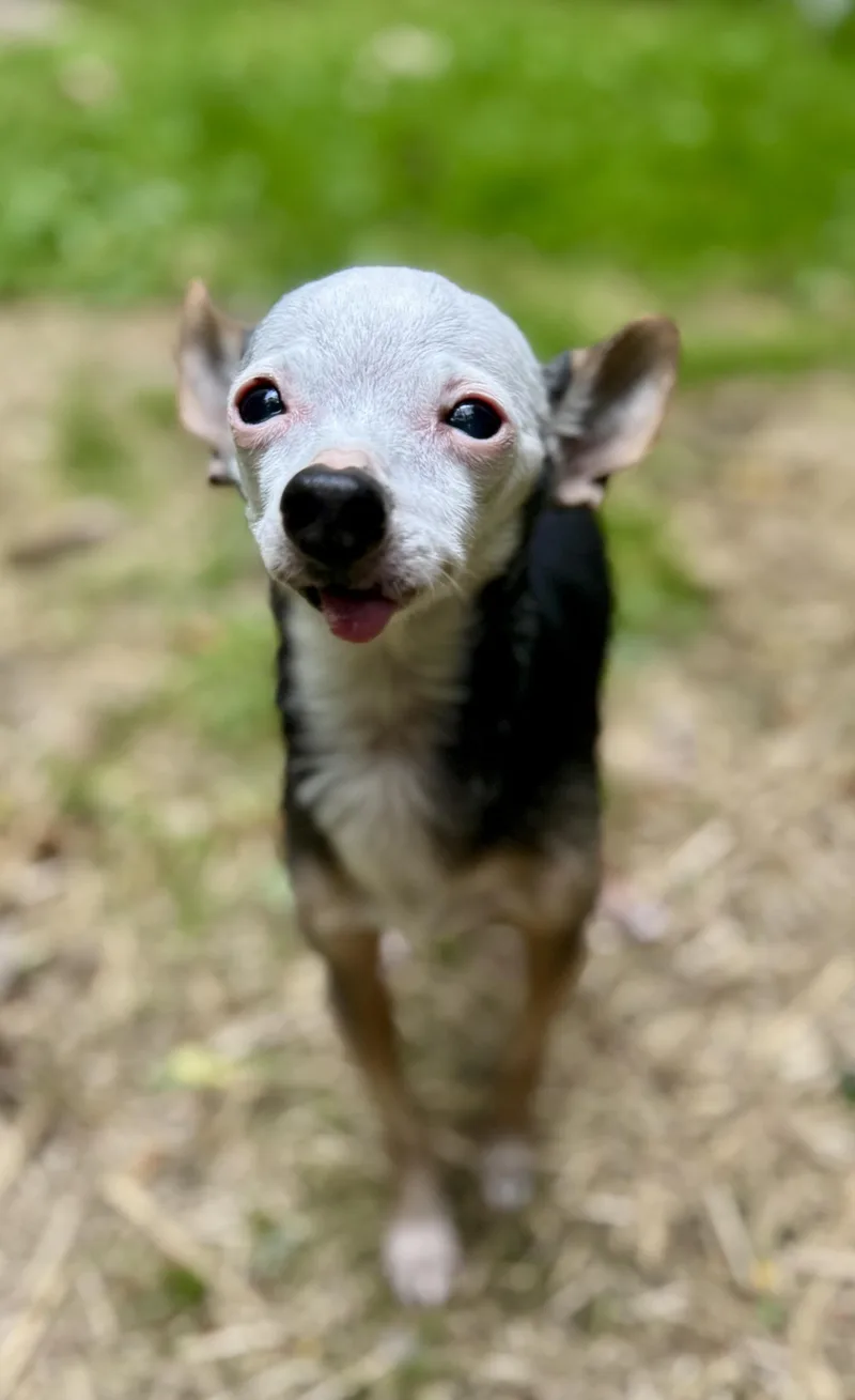 Jingles & Scrappy thumbnail 2