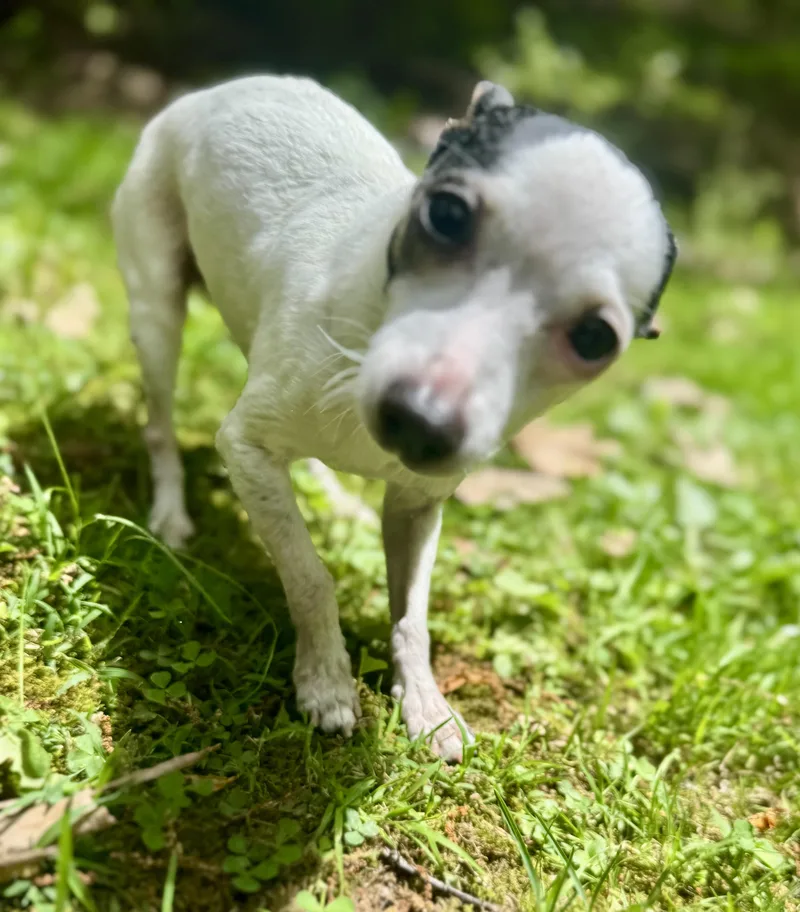 Jingles & Scrappy thumbnail 3