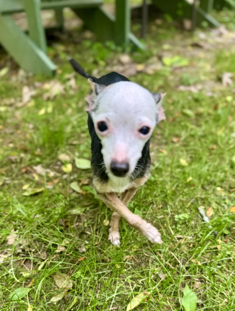 Jingles & Scrappy thumbnail 5