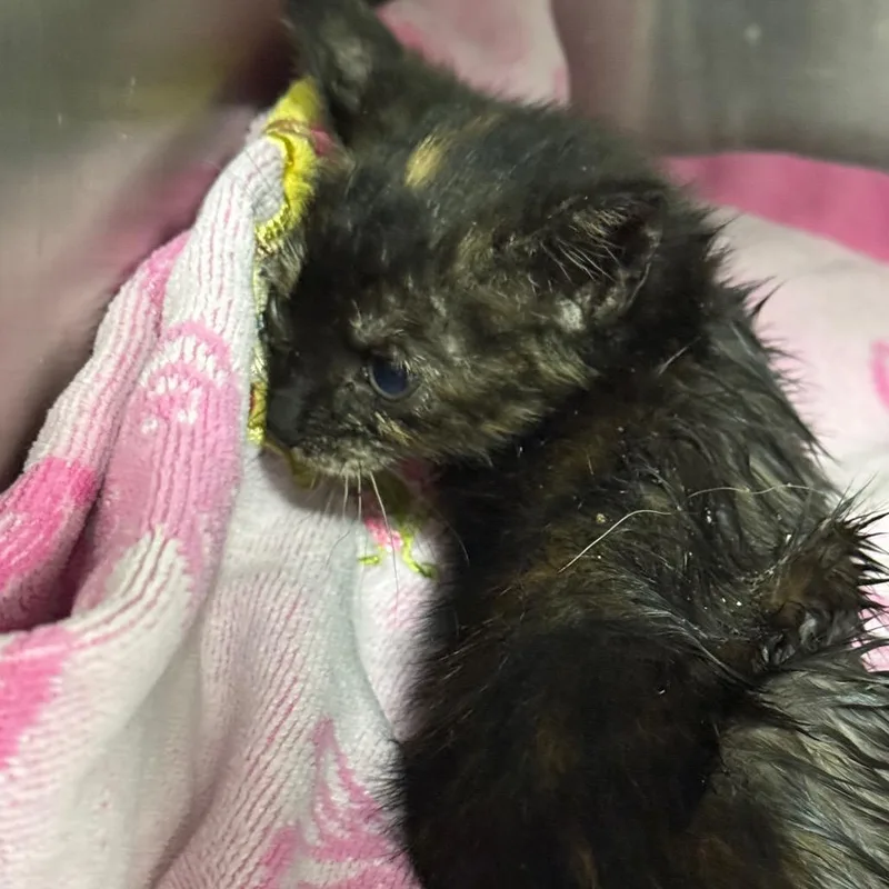 A baby small-sized female Black Domestic Short Hair cat named Molly for adoption in Newark, NJ