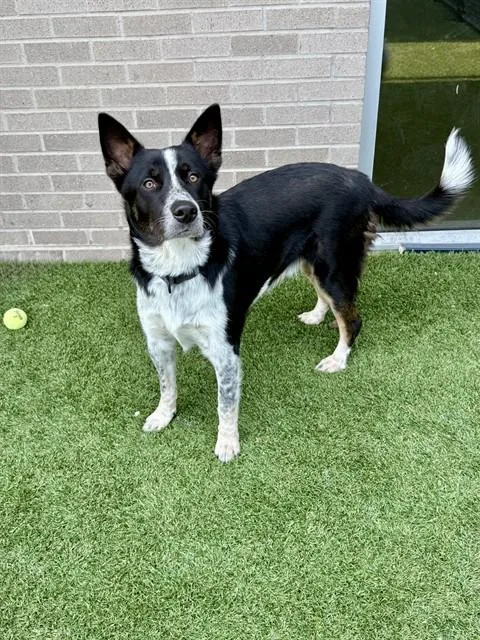 A young large-sized male Mixed Breed dog named Luke for adoption in Dallas, TX