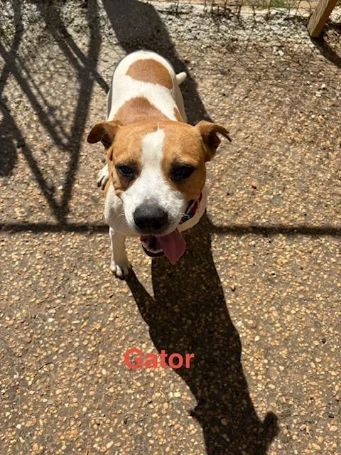 Gator