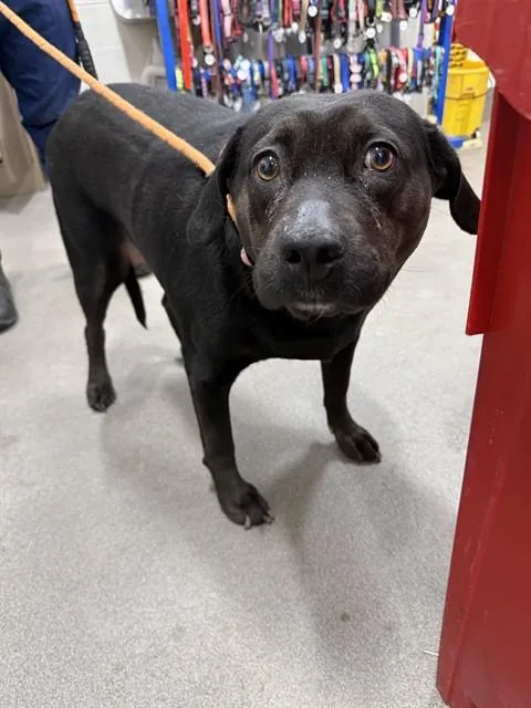 An adult medium-sized female Labrador Retriever dog named Bella Trix for adoption in Upper Marlboro, MD