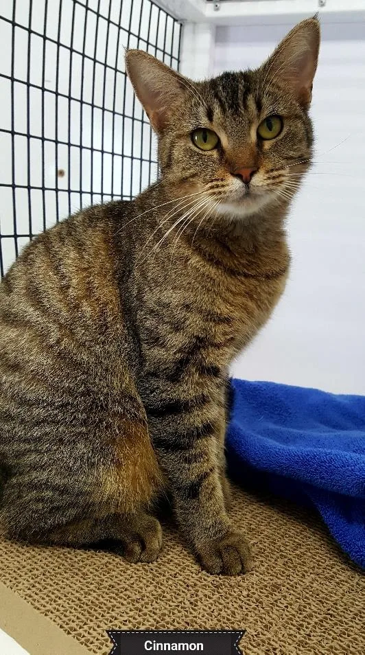 Cinnamon thumbnail 2