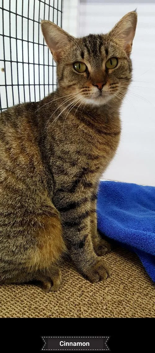 Cinnamon thumbnail 3