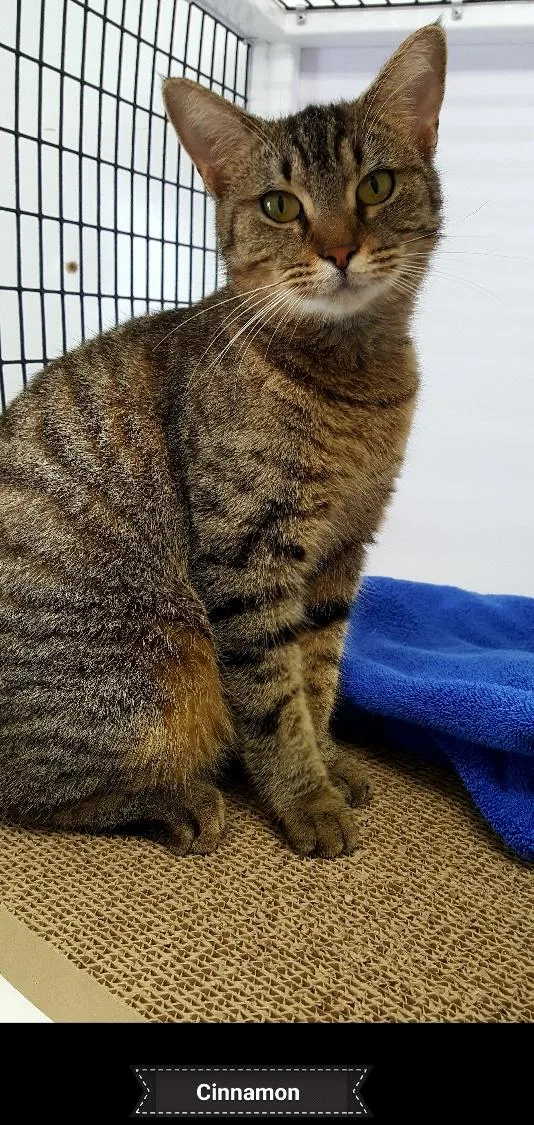 Cinnamon thumbnail 4