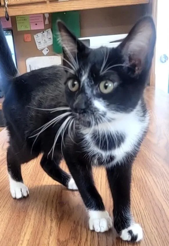 A baby large-sized male Domestic Short Hair cat named Maverick for adoption in Huntsville, TX