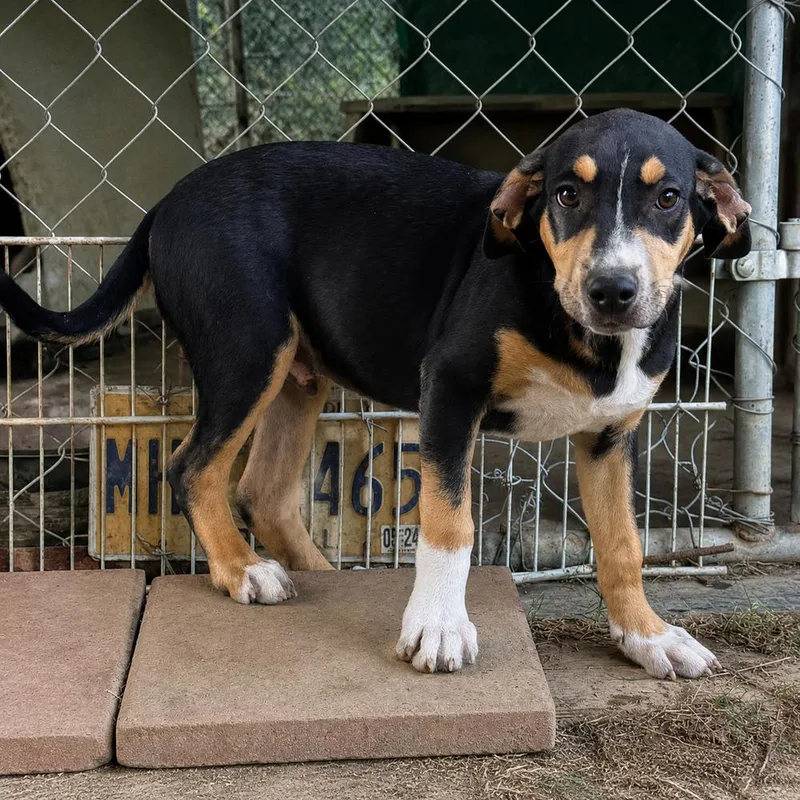 Cody hound litter