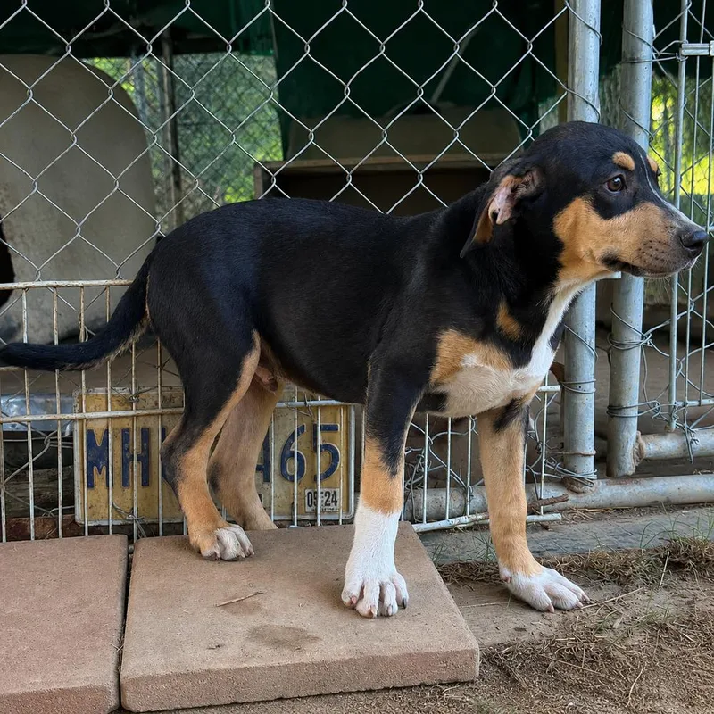 Cody  hound litter thumbnail 2