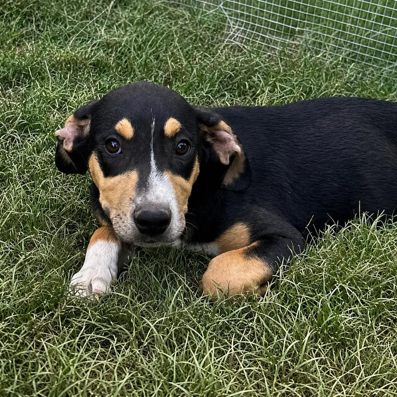 Cody  hound litter thumbnail 3