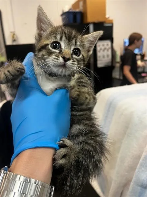 A baby small-sized female Domestic Short Hair cat named Rizzo for adoption in Thousand Palms, CA
