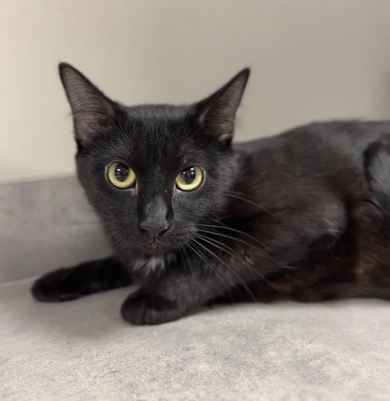 An adult medium-sized female Black & White / Tuxedo Domestic Short Hair cat named Theodosia for adoption in Bemidji, MN