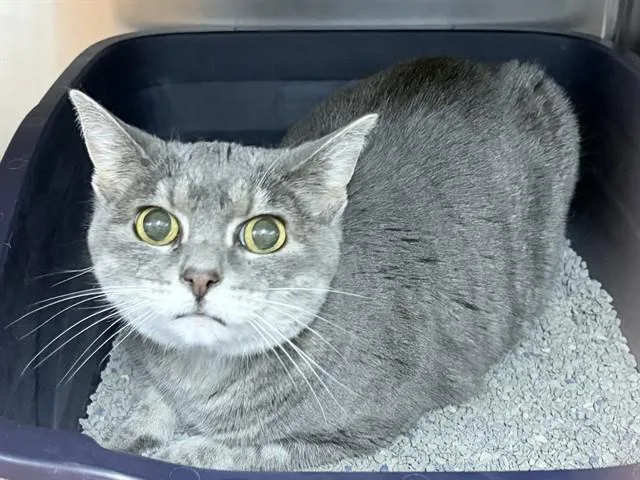 A senior medium-sized female Domestic Short Hair cat named Kiki for adoption in Ames, IA