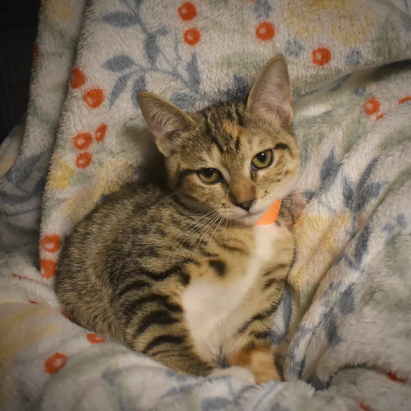 A baby small-sized female Tabby (Gray / Blue / Silver) Tabby cat named Abigail for adoption in Gilbert, AZ