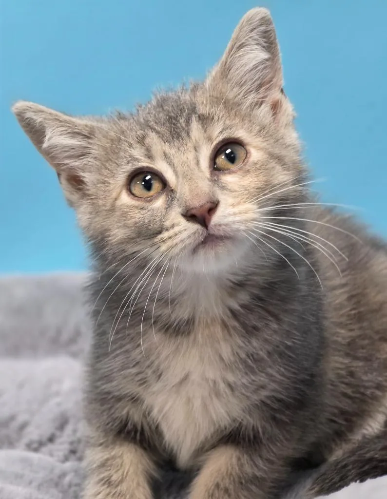 A baby medium-sized female Domestic Short Hair cat named Nebula for adoption in Huntington, IN