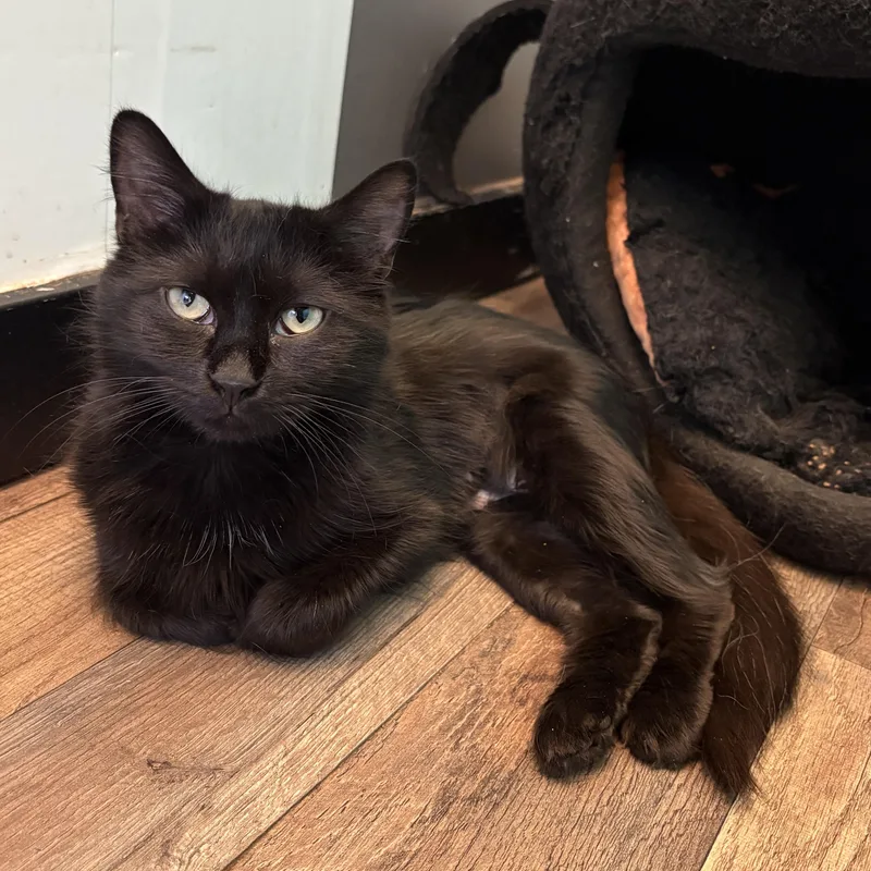 A young small-sized female Black Domestic Long Hair cat named Skellie for adoption in Asheville, NC