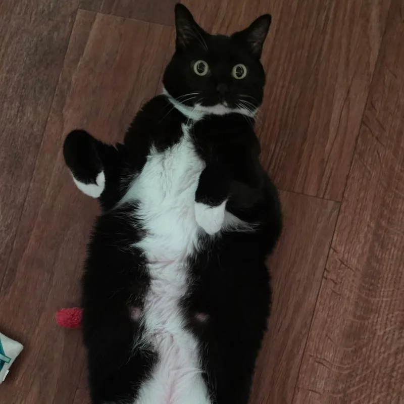 An adult large-sized female Black & White / Tuxedo Tuxedo cat named Pwincess for adoption in Blacksburg, VA