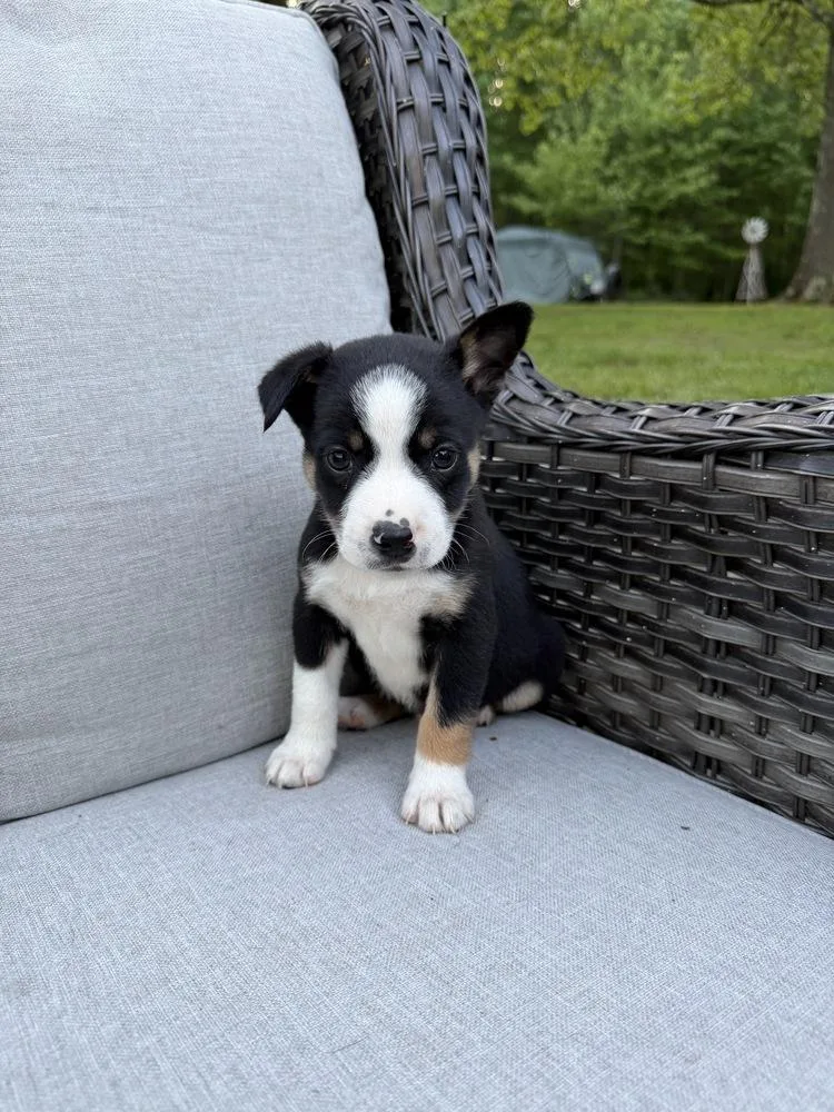 A baby medium-sized male Tricolor (Brown, Black, & White) Terrier dog named Bean for adoption in Irwin, PA