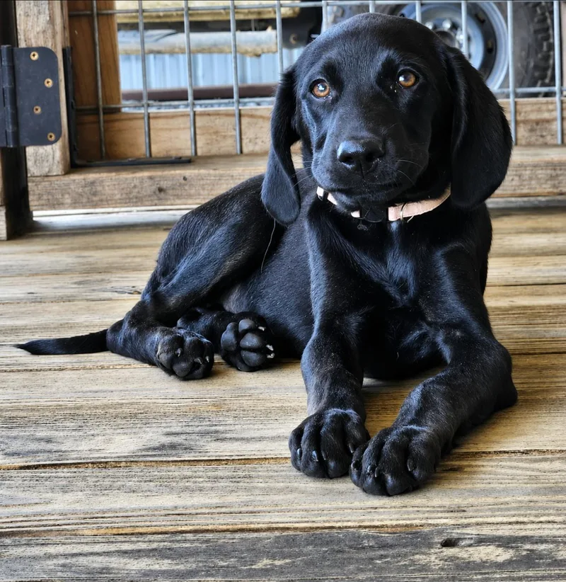A baby small-sized female Plott Hound dog named Obsidian for adoption in TULSA, OK