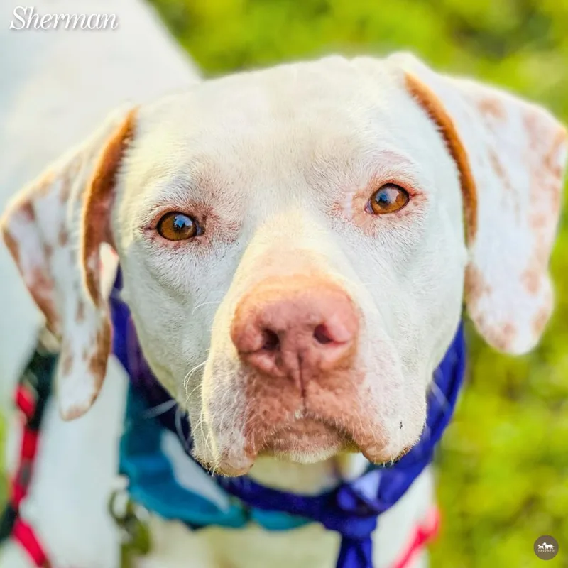 An adult medium-sized male White / Cream English Pointer dog named Sherman for adoption in Hopkinton, MA