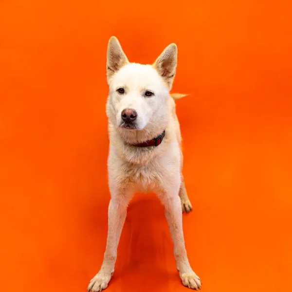 An adult large-sized male Shepherd dog named Pen Yuki for adoption in Lawrenceville, GA