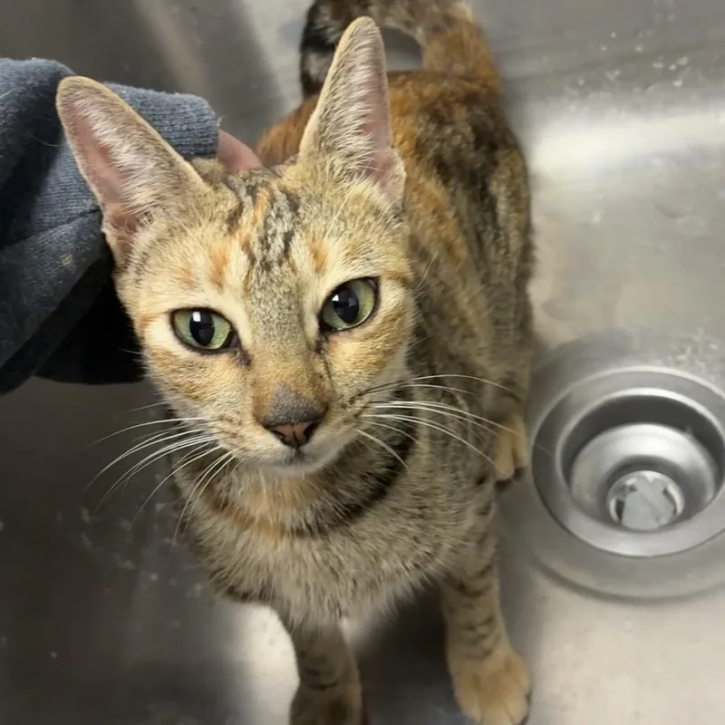 An adult medium-sized female Gray / Blue / Silver Domestic Short Hair cat named Olivia for adoption in Birmingham, AL