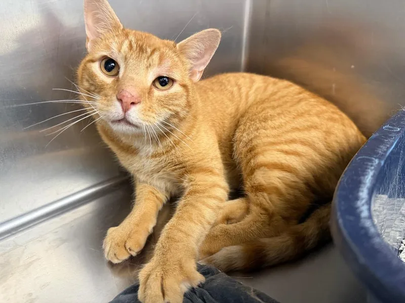 An adult medium-sized male Domestic Short Hair cat named Prince Harry for adoption in Glenfield, NY