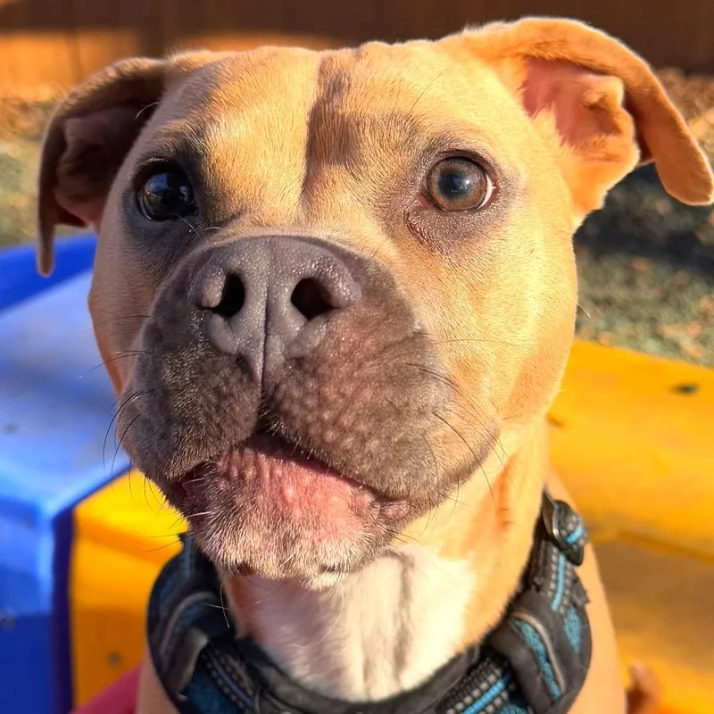 Goldfish thumbnail 2