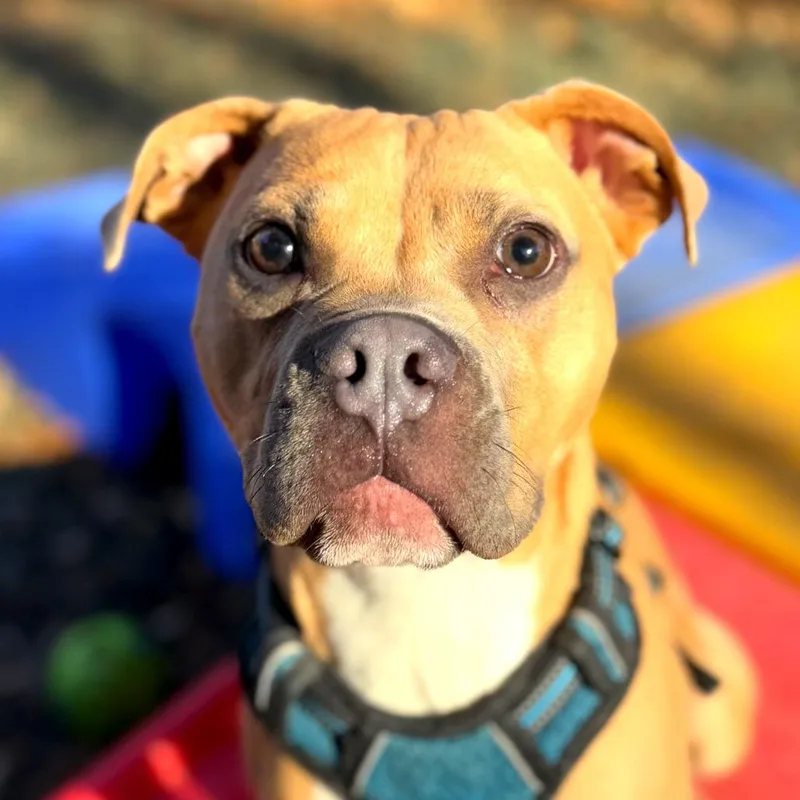 Goldfish thumbnail 3