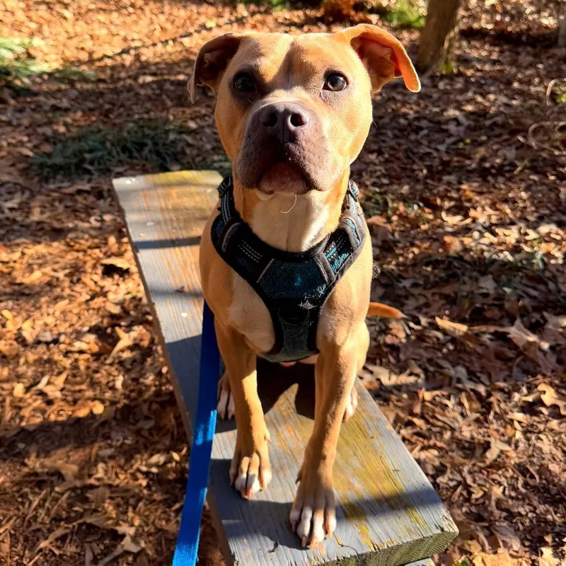 Goldfish thumbnail 5