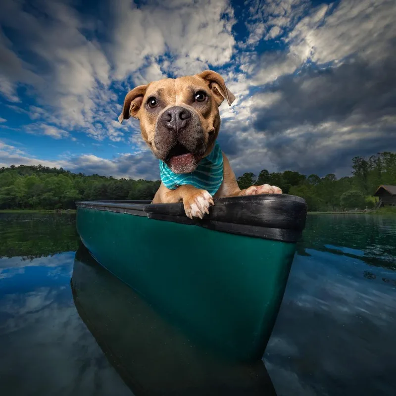 Goldfish thumbnail 6