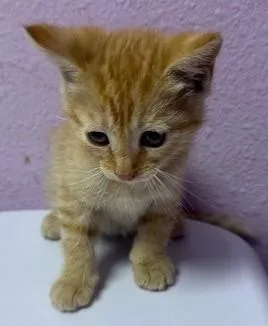 A baby small-sized female Orange / Red Domestic Short Hair cat named Clownfish for adoption in El Paso, TX