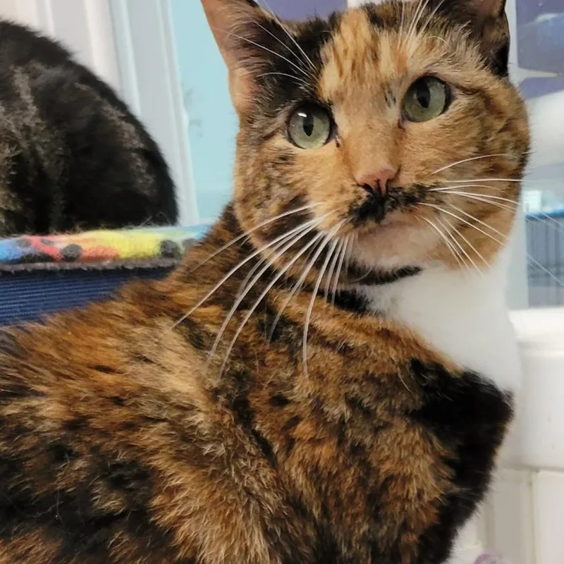A senior large-sized female Calico Domestic Short Hair cat named Sienna for adoption in North Branford, CT