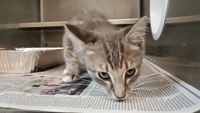 A baby medium-sized male Domestic Short Hair cat named Khus Khus for adoption in Aurora, IL