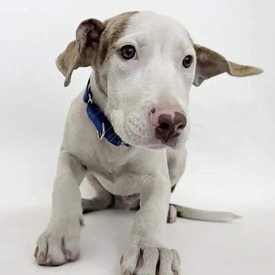 A baby medium-sized male White / Cream Terrier dog named Yellow for adoption in Saint Louis, MO