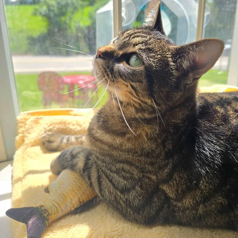 Emmie