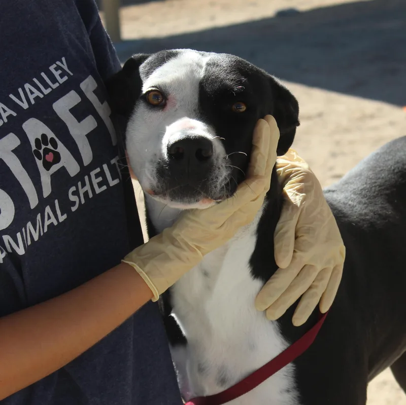 An adult medium-sized female Black Pit Bull Terrier dog named Dottie for adoption in Yucca Valley, CA